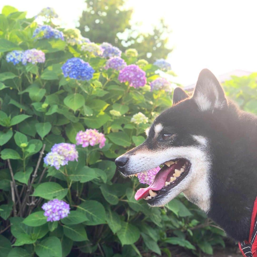 小川博永さんのインスタグラム写真 - (小川博永Instagram)「今日から6月。紫陽花の季節だ。 さて本日は真昼間にらせん。BANDSET[YOMEI SENCOK]のライブ！12時オープンの下北沢SHELTERにてお待ちしております！  https://tokyo-chicken-heart-club.com #今朝まる #ししまる #dog #dogs #柴犬 #黒柴」6月1日 7時59分 - ogawahironaga