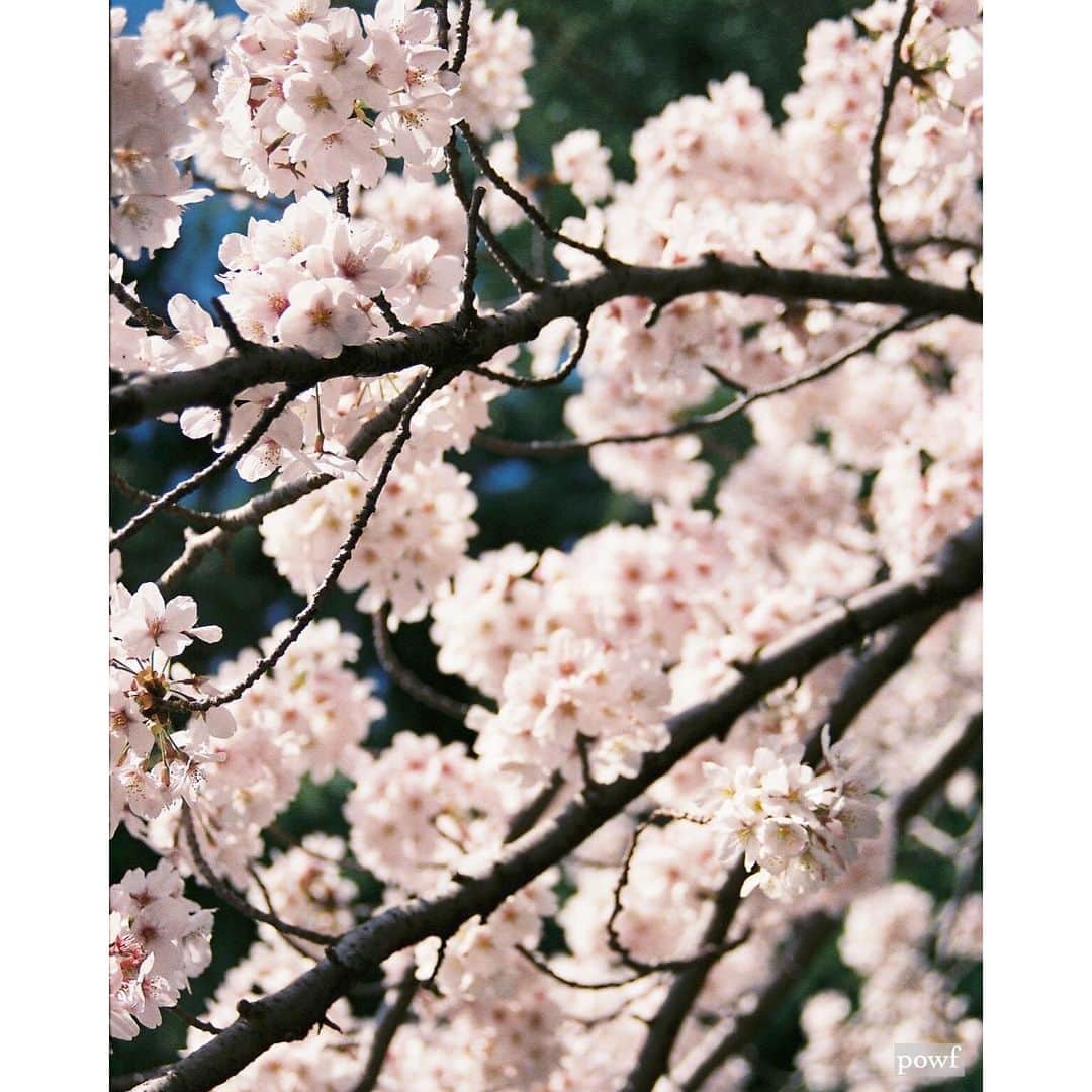 anemone_69のインスタグラム：「. ⋆*❀*⋆ฺ｡* . フィルム版 染井吉野 . . #フィルム #film #fm10 #nikonfm10 . #ソメイヨシノ #染井吉野  #sakura #サクラ #桜 #cherryblossom . . .」