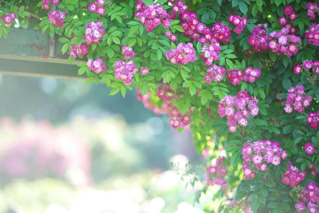 kiccyomuさんのインスタグラム写真 - (kiccyomuInstagram)「☀️ 2019.06.01 Sat * #京成バラ園 #薔薇 🌹 春は、華やかでイイですよね〜☺️ 今日から6月… 梅雨が似合う紫陽花が増えそう 今月もよろしくです〜  週末土曜日☕️🚙 今日も元気に🤗 素敵な一日を(^^). location #千葉 #八千代 撮影 5月25日 #ケイバラ2019春バラ #バラfes_2019春」6月1日 8時13分 - kiccyomu
