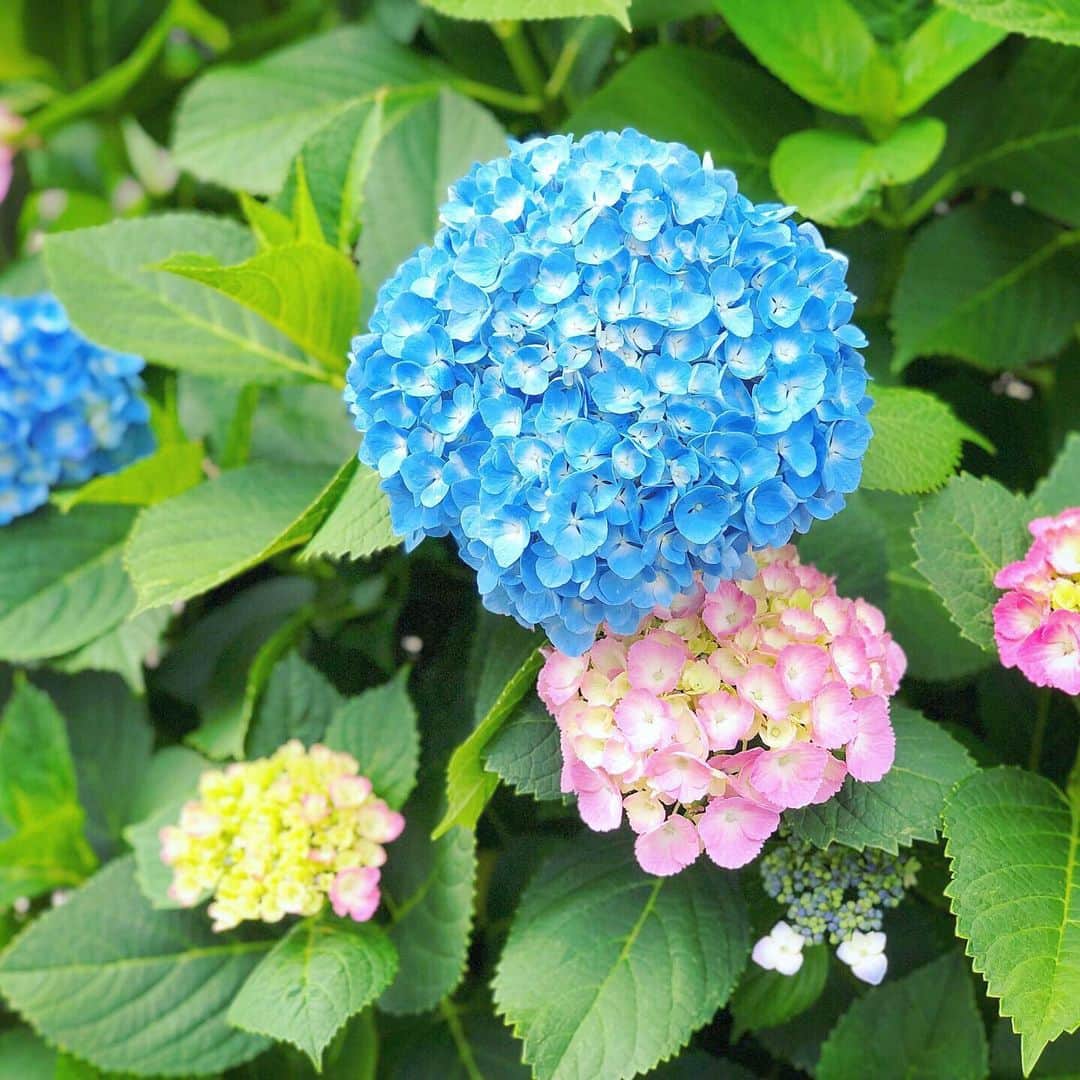 三倉佳奈さんのインスタグラム写真 - (三倉佳奈Instagram)「今日から6月。 近所の紫陽花がいつの間にか大きく咲いてた！ もうこんな時期✨ 水色や紫もいいけど白も可愛いね。  今日はいいところに行って来まーす😘  #紫陽花」6月1日 8時19分 - kana_mikura0223