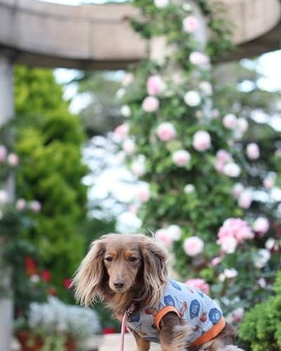 くるみんのインスタグラム：「* 港の見える丘公園にて  #カニンヘンダックスフント #カニンヘン #カニンヘンダックス #カニンヘンダックスフンド #チョコタンダックス #チョコタン #ダックス#ダックス多頭飼い #ダックスフント #港の見える丘公園 #薔薇 #バラ園 #バラ #ローズガーデン #rose #わんこなしでは生きていけません会 #ワンコなしでは生きて行けません会 #ワンコ大好き倶楽部公式 #いぬばか部 #いぬすたぐらむ #短足部 #dachshundgram #dachshund #dogstagram #all_dog_japan #east_dog_japan #instagramdog #instadachs #kyounodachs #todayswanko」