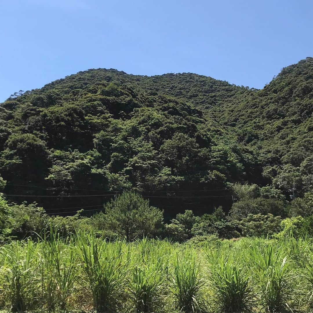 長田 佳子さんのインスタグラム写真 - (長田 佳子Instagram)「叶さんの黒糖工房は瀬戸内町にある。 中心地から車を走らせて約1.5時間、 だんだん緑の香りと海の匂いが色濃くなっていき、 とても呼吸がしやすいことに気がついた。 (これは農薬の問題なのかしら…？) ・ 叶さんはこだわりを多く語ることもなく、 ただただ空気のようにそこにいらして、 'ほら身体が感じるでしょう？'と言っているよう 畑の中では何度も、'ハブに気をつけてね'と 声をかけられながら、 リラックスと緊張を同時に感じる精神状態もなんだか奄美的であった。 ・ 昨年、奄美を訪れた際に作ってみたいと思った、 島の素朴なお菓子を叶さんの奥様に教えて頂く。 お祭りや、町内会など人が集う際に出されるお菓子のひとつで、最もポピュラーなもの 昔からどの家庭でも焼かれていたそう。 じゅんこさんの'ふくらかん'とても美味しいんです。 ・ 2度目の滞在でみえてきた 奄美の人々の深いおもてなしの心から感じたことを 'はらわた'を通して継いでいきたい。 @harawata2018 ・  さおりさん、この度もたくさんの方々を繋いでくださって本当にありがとうございました💎 また秋にね！ #叶さんの黒糖 #黍」6月1日 8時34分 - foodremedies.caco