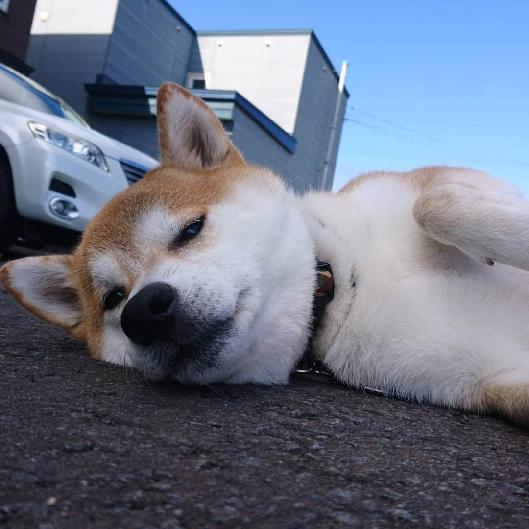 柴犬⭐️サスケさんのインスタグラム写真 - (柴犬⭐️サスケInstagram)「おはわん #家出てすぐ#歯出てますよ#柴犬#赤柴#🐶📷」6月1日 8時43分 - shiba20150405