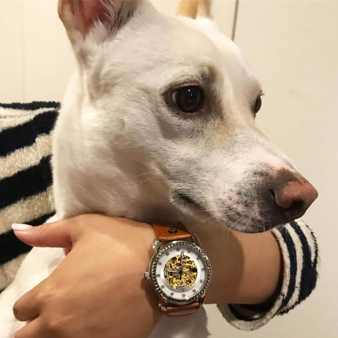 柴犬ハル&保護犬すずさんのインスタグラム写真 - (柴犬ハル&保護犬すずInstagram)「⌚️ . 「おかーしゃーんーー！ 腕時計によると、 そろそろ芋の時間です〜〜🍠」 . @loborjapan より、腕時計が届きました⌚️❤️ おかーしゃーんーは、 ちょっとゴージャスな感じの腕時計を選びました❤️ 外枠のキラキラも可愛い💕 この時計で、芋と散歩の時間を見たいと思います🥳 . 今回、クーポンコード haruh528 を入力すると購入時に10%オフです👛 たーーくさんの種類の腕時計がサイトにあるので、選ぶのが本当に楽しいです🥳メンズもレディースもありますよ〜〜！父の日にもいいかも🏃‍♂️ . #すずの芋の時間 #忘れないようにね #腕時計がないと落ち着かない #腕時計してないとソワソワする . #柴犬#柴#kagoshima#dog#puppy#shibainu#shibastagram#いぬバカ部#family#鹿児島#赤柴#雑種#ロバー#時計#腕時計#lobor」6月1日 8時54分 - haruharu040777