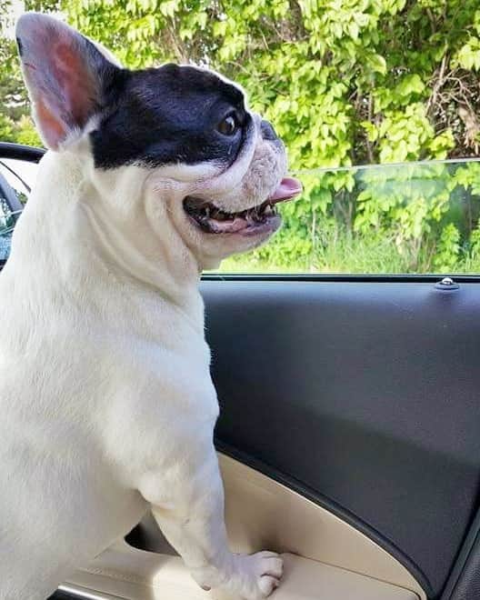 Manny The Frenchieのインスタグラム：「🐶Mom!! I think they sell fries there, we gotta stop!!!. 🤦‍♀️Manny, you say that about every single place we pass. 🐶And yet, you don't stop! 🤔🙄. #Friyay #Fryday」