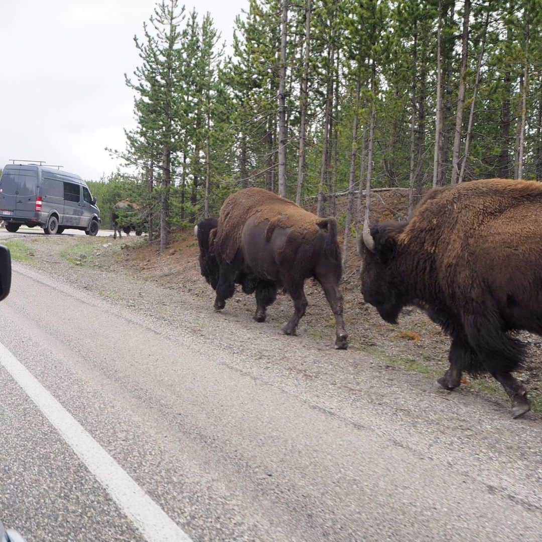 香山ひとみさんのインスタグラム写真 - (香山ひとみInstagram)「#アメリカ生活国内旅行編 Yellowstone National Park① . 塩湖の後は、イエローストーン国立公園へ！ . 世界最古の国立公園 イエローストーン。 およそ一万もの間欠泉♨︎の集まる火山地帯で、まさに生きる地球を感じられるダイナミックで壮大な場所😆 広さは9000k㎡、四国の半分ほどの大きさです！！広い！ 5月の末〜9月くらいまでがシーズンになります✨ 私たちは まだ寒い気候だったのと悪天候も重なり、 写真で綺麗な絶景は残せていないかもしれませんが... スポットごとに違った形で地球の生命力を感じさせるイエローストーンには、本当に圧倒されました。 グランドキャニオンは「静」の、地球の大地と歴史を感じられるけれど、 イエローストーンは「動」の、今、生きている地球を見られました🌎 . 📍Norris Geyser Basin（1-2） 地熱活動が最も活発なエリア。 見渡す限りあちこちに立ち上がる蒸気！活動的で、とても印象に残る景色。 📍Mammoth Hot Springs（3） 温泉に含まれている石灰が蓄積されてできたもの。 📍道路のすぐ脇を歩くバイソン（4-5） 野生動物をかなり近くで見られるのもイエローストーンの面白いところ✨ 道路上にも出て来て、「バイソン渋滞」が度々起きます😂 . 📍Old Faithful（6-7） 世界最大の間欠泉！毎日決まった間隔で噴出。時間はビジターセンター等で確認できます！沸騰した熱水が、40mほど噴き上がる姿はかなりの見応え！！大地の下にあるものすごい熱エネルギーを感じずにはいられない😂🔥 . 📍Old Faithful Inn（8-10） 世界最大のログハウス。直前のキャンセル狙いで予約が取れました✨吹き抜けのロビーと暖炉がとても素敵🥰」6月1日 9時09分 - hitomi.k24