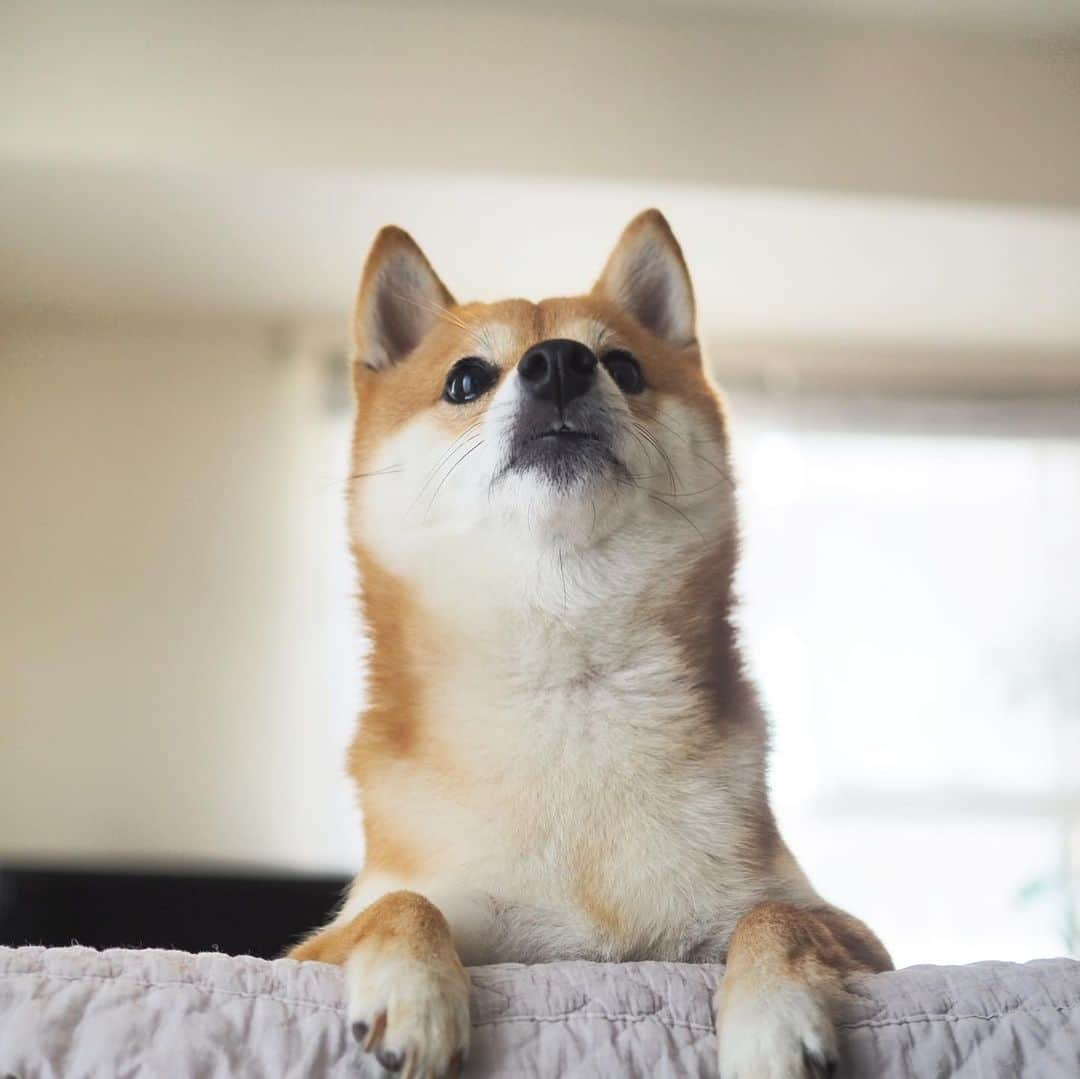 豆柴にこちゃんさんのインスタグラム写真 - (豆柴にこちゃんInstagram)「🐶 おはよー ムキっ💢 パパ土日とも出張だってー？！ ママも家で仕事するってー？！ . なんて日だ‼️ . 大丈夫。 お散歩はいくし 仕事は明日から本気出す。 . #柴犬#豆柴#pecoいぬ部#犬#わんこ#犬#ここ柴部#shibainu#dog#mameshiba#pecotv#dog#いぬのきもち部#しばいぬ#しばけん#こいぬ#シバイヌ#いぬ#イヌ#赤柴#マメシバ#ペット#日本犬#子犬#puppy#doggo#pet」6月1日 9時11分 - nikochan.mame48