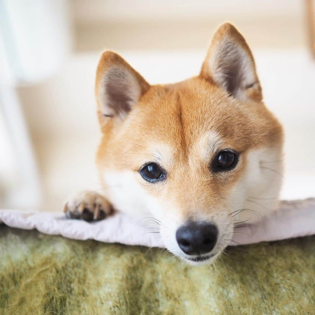 豆柴にこちゃんさんのインスタグラム写真 - (豆柴にこちゃんInstagram)「🐶 おはよー ムキっ💢 パパ土日とも出張だってー？！ ママも家で仕事するってー？！ . なんて日だ‼️ . 大丈夫。 お散歩はいくし 仕事は明日から本気出す。 . #柴犬#豆柴#pecoいぬ部#犬#わんこ#犬#ここ柴部#shibainu#dog#mameshiba#pecotv#dog#いぬのきもち部#しばいぬ#しばけん#こいぬ#シバイヌ#いぬ#イヌ#赤柴#マメシバ#ペット#日本犬#子犬#puppy#doggo#pet」6月1日 9時11分 - nikochan.mame48