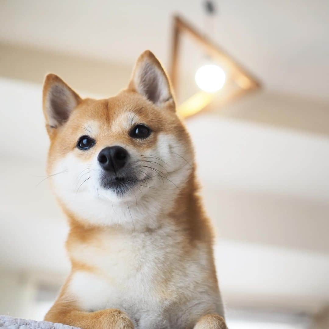 豆柴にこちゃんさんのインスタグラム写真 - (豆柴にこちゃんInstagram)「🐶 おはよー ムキっ💢 パパ土日とも出張だってー？！ ママも家で仕事するってー？！ . なんて日だ‼️ . 大丈夫。 お散歩はいくし 仕事は明日から本気出す。 . #柴犬#豆柴#pecoいぬ部#犬#わんこ#犬#ここ柴部#shibainu#dog#mameshiba#pecotv#dog#いぬのきもち部#しばいぬ#しばけん#こいぬ#シバイヌ#いぬ#イヌ#赤柴#マメシバ#ペット#日本犬#子犬#puppy#doggo#pet」6月1日 9時11分 - nikochan.mame48