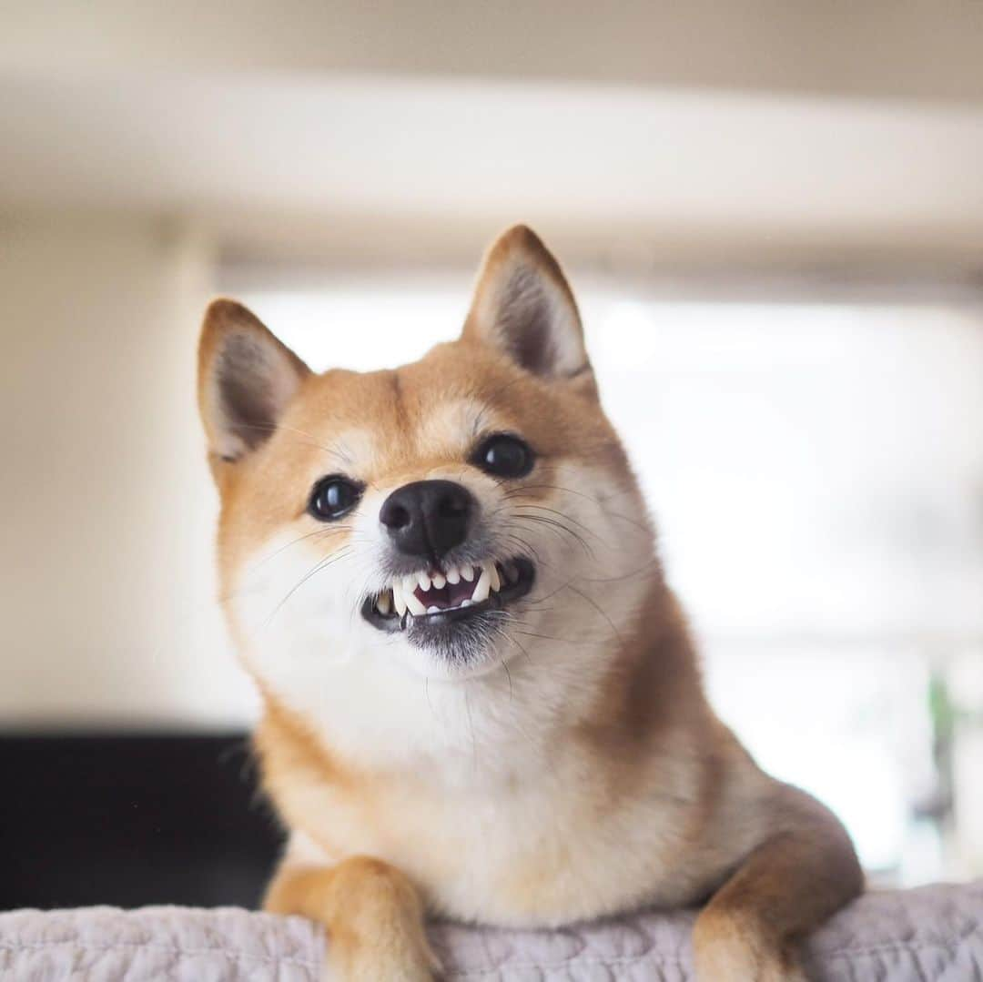 豆柴にこちゃんさんのインスタグラム写真 - (豆柴にこちゃんInstagram)「🐶 おはよー ムキっ💢 パパ土日とも出張だってー？！ ママも家で仕事するってー？！ . なんて日だ‼️ . 大丈夫。 お散歩はいくし 仕事は明日から本気出す。 . #柴犬#豆柴#pecoいぬ部#犬#わんこ#犬#ここ柴部#shibainu#dog#mameshiba#pecotv#dog#いぬのきもち部#しばいぬ#しばけん#こいぬ#シバイヌ#いぬ#イヌ#赤柴#マメシバ#ペット#日本犬#子犬#puppy#doggo#pet」6月1日 9時11分 - nikochan.mame48