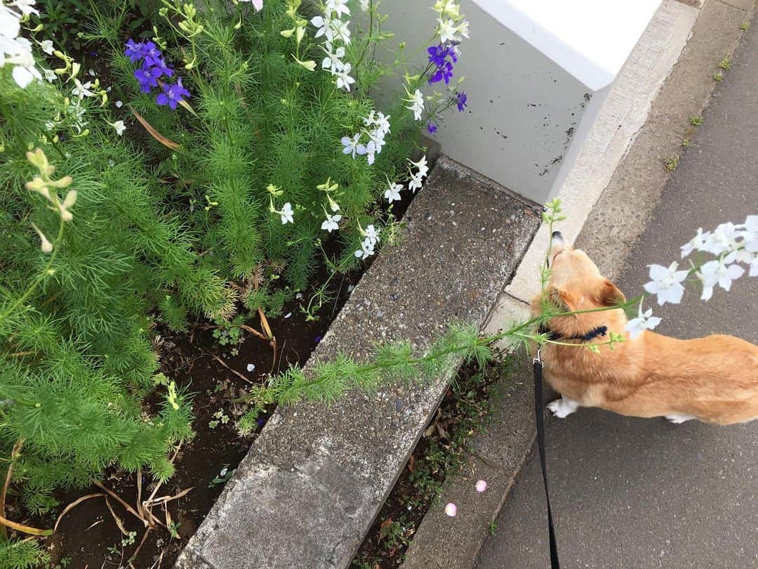 maggydaisyのインスタグラム：「_  good morning  今朝のお散歩 4678歩 途中、他のわんちゃん(小型犬ばかり)に何度か会ってビビリまくり。 なかなか犬に慣れないねー  #maggydaisymore20160601 #corgi #コーギー #里親」