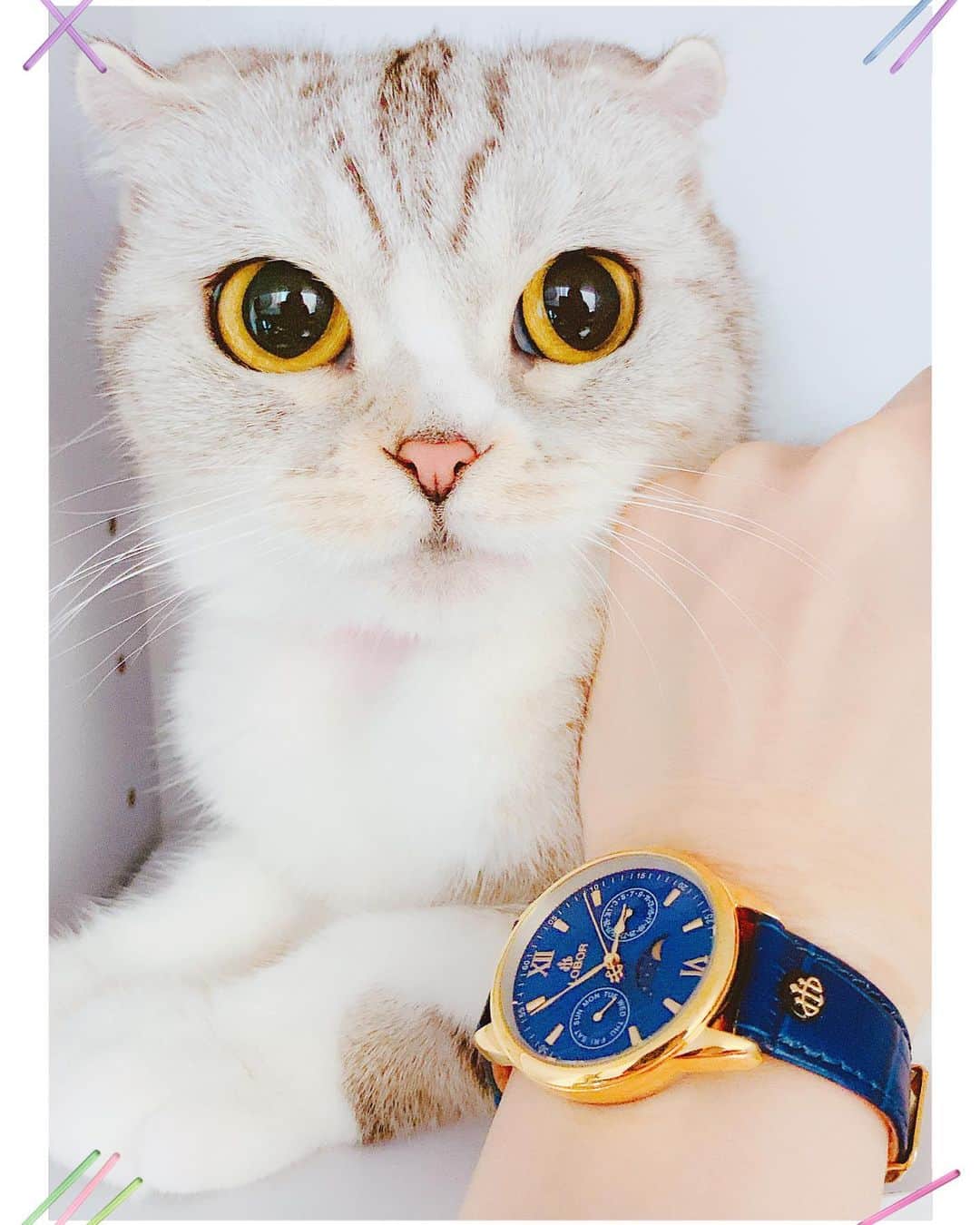 HANAさんのインスタグラム写真 - (HANAInstagram)「@loborjapanpress @loborjapan 様からお提供頂いた時計です⌚️ 青色がすごく鮮やかですてき💃 ハナも気にいたそうです😻  クーポンあります： 【hana527】で10%off🉐️ #lobor#ロバー#腕時計#時計#手元倶楽部」6月1日 14時50分 - hana__kitty