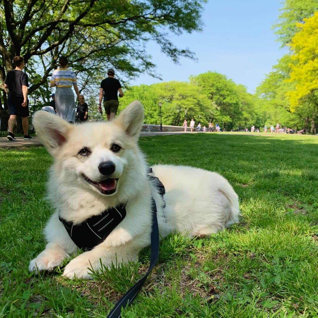 Winston the White Corgiさんのインスタグラム写真 - (Winston the White CorgiInstagram)「Ready for another beautiful weekend!」6月1日 9時42分 - winstonthewhitecorgi