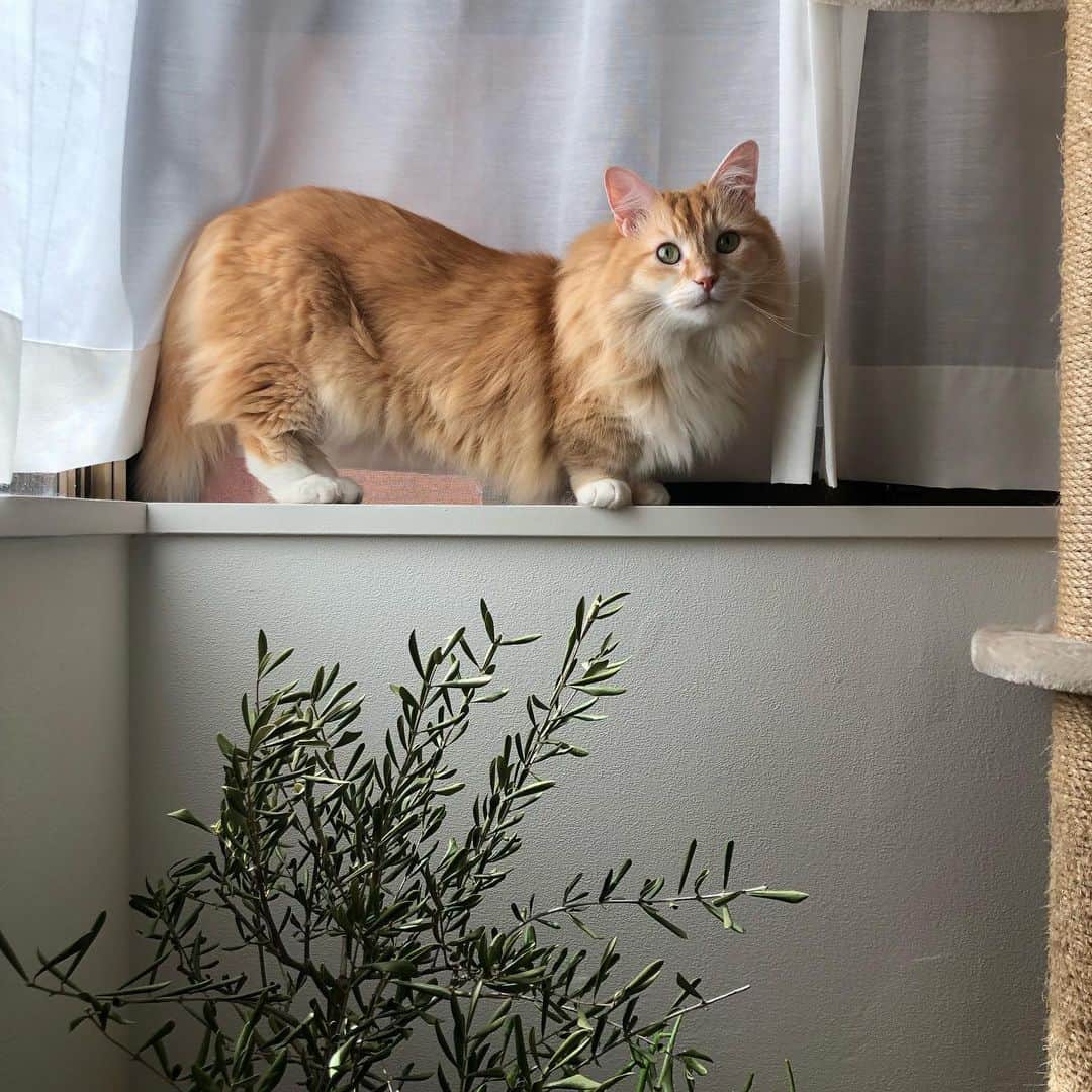 pon_0507のインスタグラム：「2019.06.01  Hello June😺 6月もどうぞ宜しくお願いします。  #窓開けたら #視察に来る  #pon #ねこ #ネコ #マンチカン #猫 #茶白猫 #neko #cat #munchkin #munchkincat #orangecat #gingercat #cutewildanimals #inscatram #bestmeow #videobyanimals #catsofinstagram」