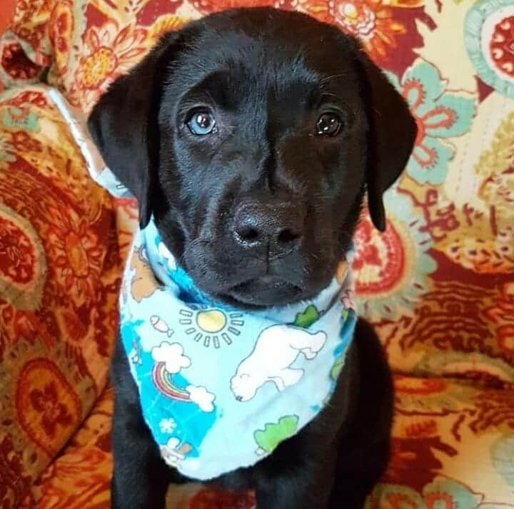 World of Labradors!さんのインスタグラム写真 - (World of Labradors!Instagram)「Meet Ruby! - @ruby.clementine.tales」6月1日 9時37分 - worldoflabs