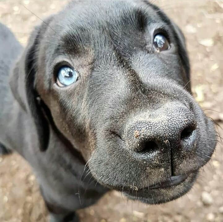 World of Labradors!さんのインスタグラム写真 - (World of Labradors!Instagram)「Meet Ruby! - @ruby.clementine.tales」6月1日 9時37分 - worldoflabs