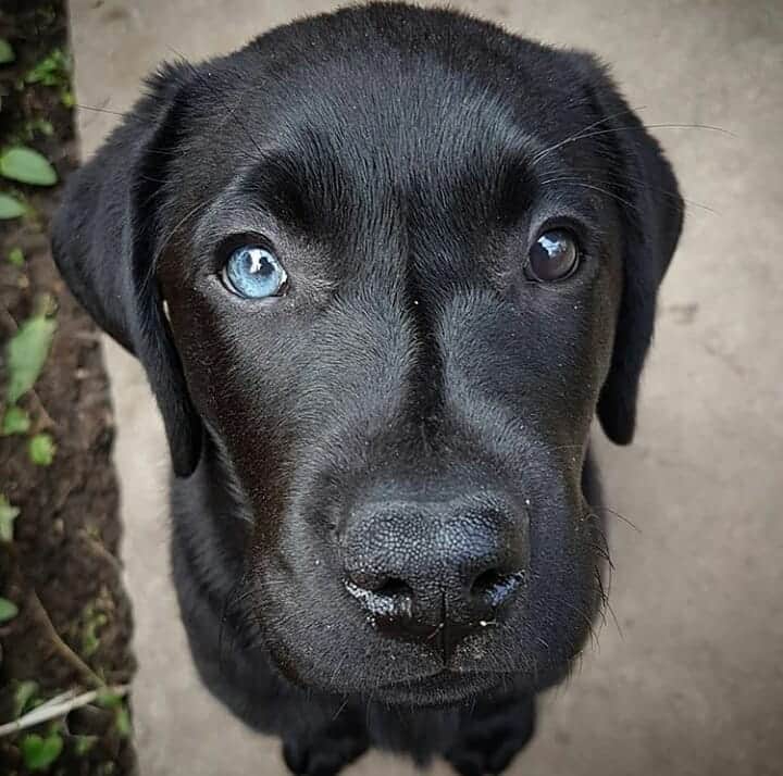 World of Labradors!さんのインスタグラム写真 - (World of Labradors!Instagram)「Meet Ruby! - @ruby.clementine.tales」6月1日 9時37分 - worldoflabs