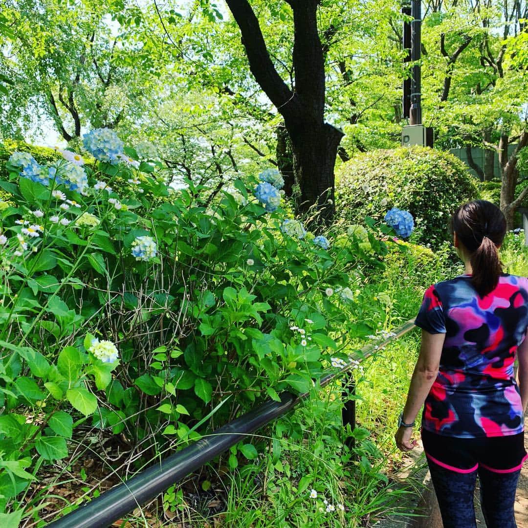 皇居ランナビのインスタグラム：「今日から6月。  皇居周辺は紫陽花が色づき始めました😊  #皇居ランナビ #皇居ラン #ミズノで皇居ラン #ミズノで女子ラン #ランニング女子 #ランニング #ハシリマスタグラム #ランナ#皇居観光ランニング#workout #instagood #run #jog #fitness #tokyo #imperialpalace #japan #走るひと #走る人 #followme #おもてなし #おもてなしランナー #running #runningday #jogging #marathontraining」