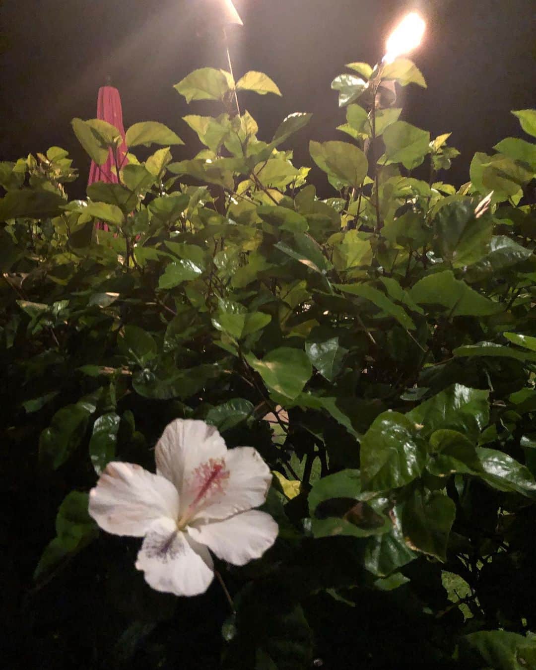 林弓束さんのインスタグラム写真 - (林弓束Instagram)「夜はやっぱりロイヤルハワイアンホテルの下のMAITAI bar💗 ピンクパラソルの下で素敵な夜景と星空みながら、おしゃれなカクテル飲むなんて、本当に幸せな時間です🍸💗 #yzktrip」6月1日 10時13分 - hayashiyuzuka