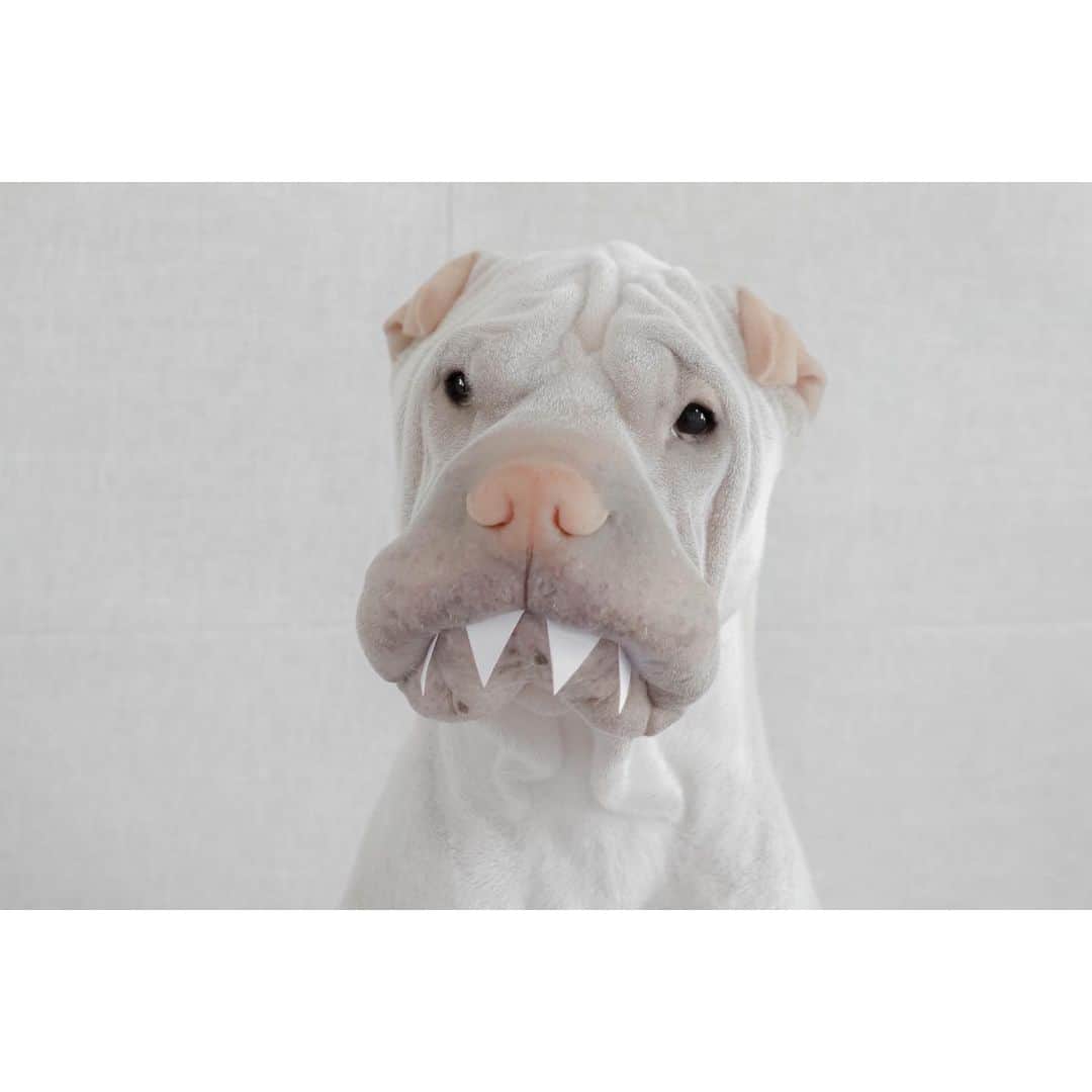 annie&pADdinGtoNさんのインスタグラム写真 - (annie&pADdinGtoNInstagram)「The monster by the window #scaringtheneighbours #bestsecurity #paddington #love #sharpei #sharpeisofinstagram #monster #wrinkles #mygentleman #dog #dogs #dogsofinstagram #boo #instagood #weeklyfluff #iloveyoutothemoonandback #mybestfriend」6月1日 10時42分 - anniepaddington