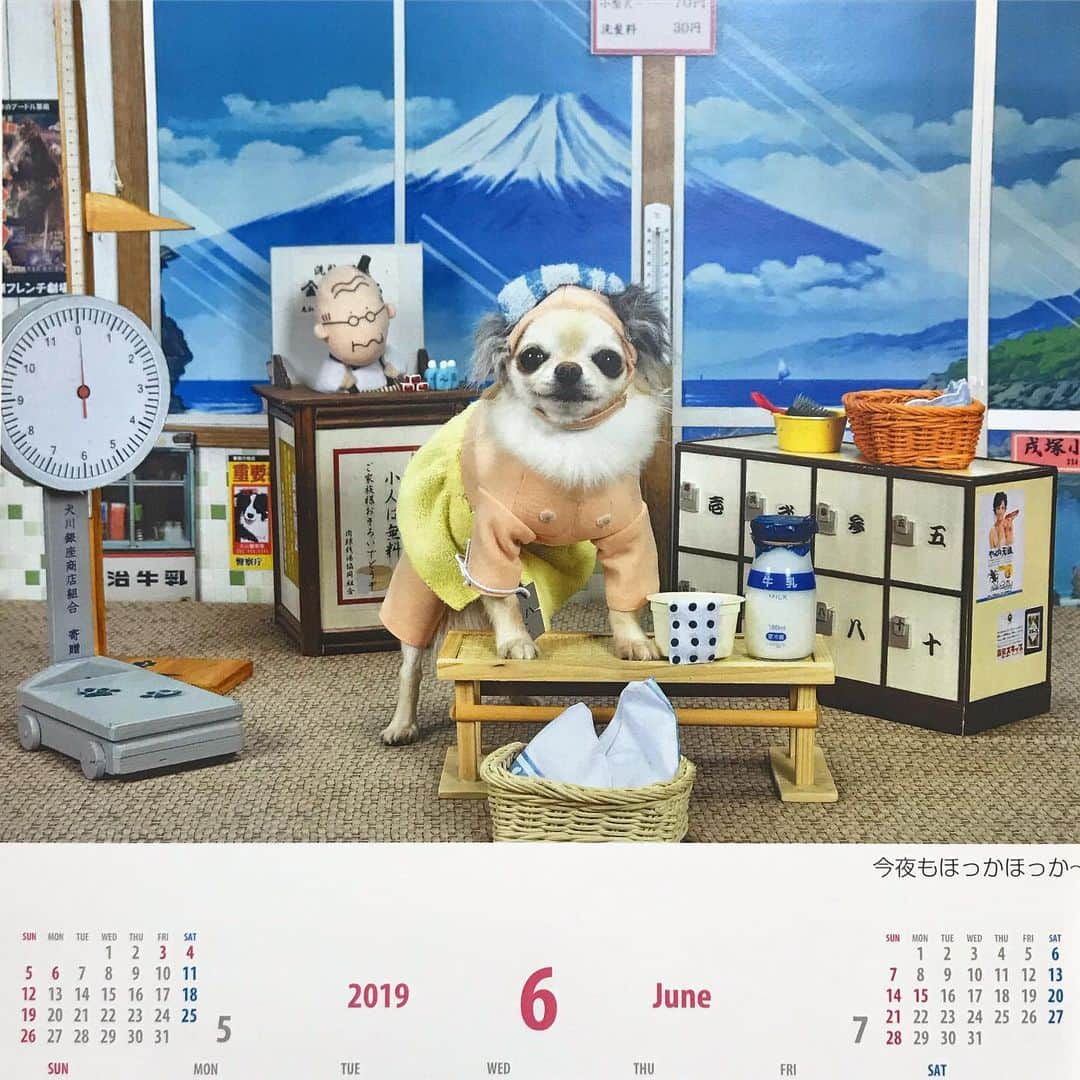 ∞maki∞??????さんのインスタグラム写真 - (∞maki∞??????Instagram)「2019.6.1 オミ♡ ・ ・ おはようございます☀ ・ 今日から6月❣️ 今月もゆるりとですが よろしくお願い致します😌🐶🐶🐶🐶🐶💗✨ ・ ・ #オミじぃさん😂 #2019#6月#カレンダー#6月カレンダー#dog#Chihuahua#Chihuahualove#Chihuahualife#instaChihuahua#photooftheday#IGersJP#west_dog_japan#all_dog_japan#happy#cute#love#犬#愛犬#チワワ#ちわわ#ロングコートチワワ#多頭飼い#可愛い#癒し#幸せ#仲良し#おはよう#Goodmorning」6月1日 10時47分 - maki_dfpso