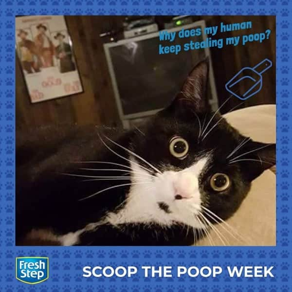 Fresh Stepさんのインスタグラム写真 - (Fresh StepInstagram)「Valid question.🤷‍♀️ Last chance to enter for the #scoopthepoop sweepstakes as it ends tonight! Enter via link in bio. 🐾 #pooperscooper #freshstepfreshpaws」6月1日 10時49分 - freshstep