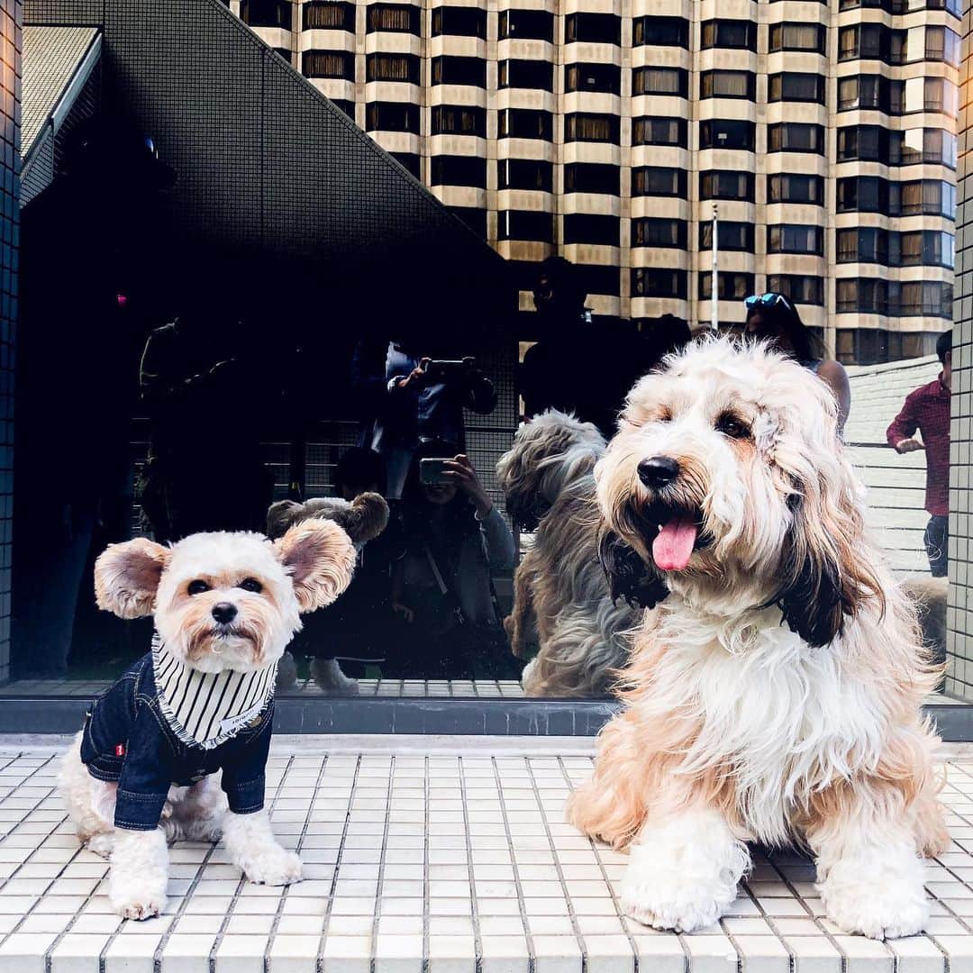 Buddy Boo Blueさんのインスタグラム写真 - (Buddy Boo BlueInstagram)「My dream of meeting @popeyethefoodie was fulfilled today, and somehow he was even cuter in person! Sorry, Popeye, for Benny’s aggressive butt-sniffing habit 😐」6月1日 11時10分 - buddyboowaggytails