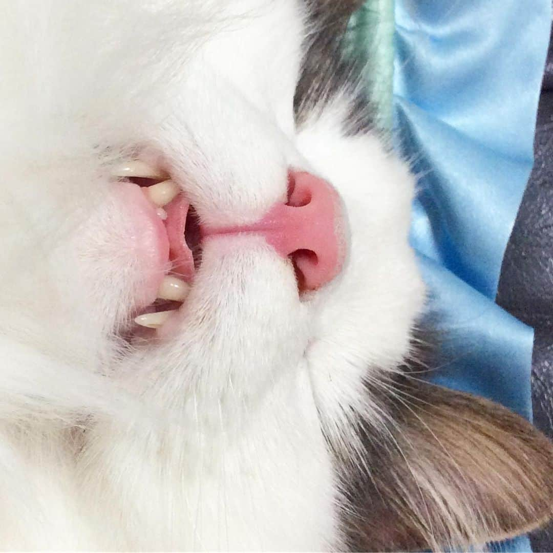 Hanaさんのインスタグラム写真 - (HanaInstagram)「ブログ更新しました♪ * 🐱💤 口半開きの坊や 👄 * 可愛いの塊 * * #NorwegianForestCat#cats#mofmo#ig_catphoto#catlover#catinstagram#gatto#kawaii#neko#beautycat#fluffy#ノルウェージャンフォレストキャット#ねこ#猫#ねこら部#japan#fluffycat#ペコねこ部#にゃんすたぐらむ#可愛い#かわいい#cute#cutecat#funny#funnycat」6月1日 11時13分 - mofu2family