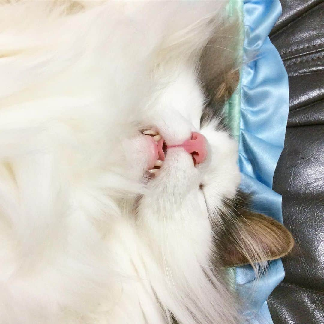 Hanaさんのインスタグラム写真 - (HanaInstagram)「ブログ更新しました♪ * 🐱💤 口半開きの坊や 👄 * 可愛いの塊 * * #NorwegianForestCat#cats#mofmo#ig_catphoto#catlover#catinstagram#gatto#kawaii#neko#beautycat#fluffy#ノルウェージャンフォレストキャット#ねこ#猫#ねこら部#japan#fluffycat#ペコねこ部#にゃんすたぐらむ#可愛い#かわいい#cute#cutecat#funny#funnycat」6月1日 11時13分 - mofu2family