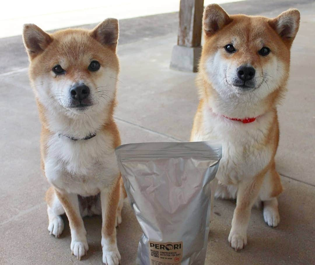 柴犬たま Shibainu Tamaのインスタグラム