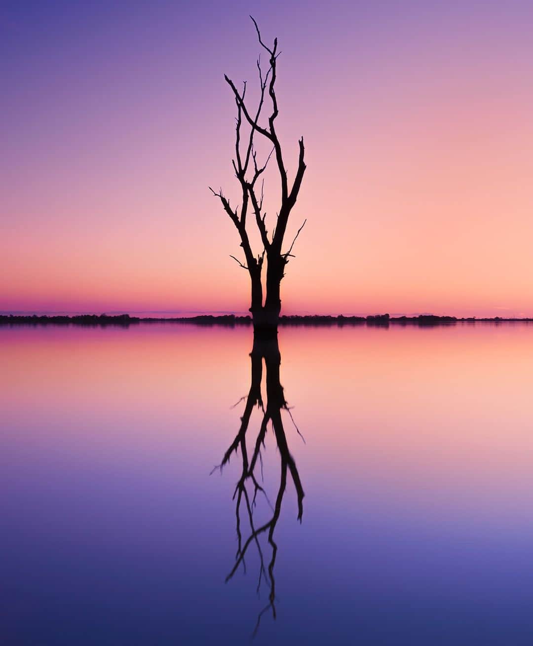 Nikon Australiaさんのインスタグラム写真 - (Nikon AustraliaInstagram)「"This shot was captured along the banks of Lake Bonney in South Australia's Riverlands. Lake Bonney is well known throughout photography circles for its large, dead trees that line the shores. The trees ooze character and are the perfect subjects during a sunset or against a starry night sky." - @nathanwhiteimages  Camera: Nikon #D800 Lens: AF-S NIKKOR 16-35mm f/4G ED VR Settings: 16mm | f/16 | 1/6s | ISO 100  #MyNikonLife #Nikon #NikonAustralia #NikonTop #Photography #DSLR #LandscapePhotography #DiscoverAustralia #LakeBonney #LakeBonneyPhotography」6月1日 12時00分 - nikonaustralia