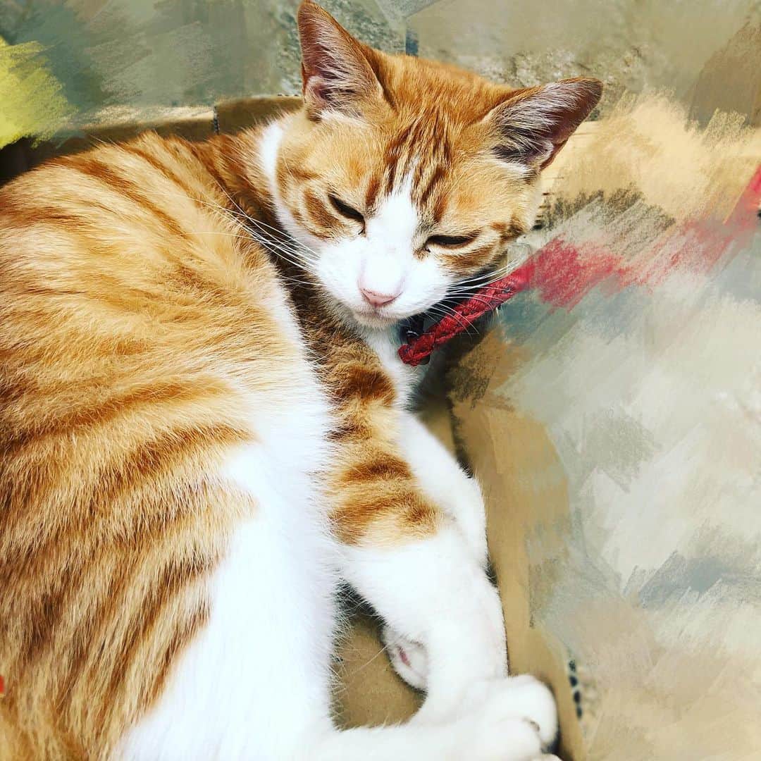 森恵さんのインスタグラム写真 - (森恵Instagram)「ランニングin6月。 登り坂多目コース。 こんな可愛いネコちゃんに会えたー！飼い猫ちゃん。気持ち良さそうに寝てたなぁ。。 癒されたから今日も頑張ろう！！ 6月もよろしくー！  #ランニング #nrc #6月 #マイカン #6月16日」6月1日 12時21分 - morimegumi_official