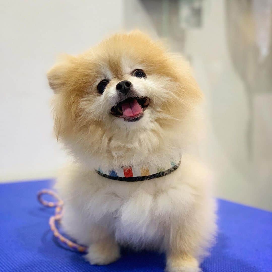 Ella Chuffyのインスタグラム：「Bring Chuffy for a blood test...everything is good.  Happy me, happy mommy, happy Chuffy 🥰😍 . . . . . . . . #ellachuffy #pet #petstagram #pomeranianpage #pomeraniansofinstagram #teacuppoms #cutedogs #pomeranian_lovers #pomeranianlife #pomeranianworld #teddybeardog #pomeranian #puppylove #aplacetolovedogs #dogoftheday #justpomeranians #fluffypack #dogoftheday #anmlsposts #thedailypompom #picoftheday #iflmdog #犬 #狗 #everydaydoglover  #pomeranianww #justpomeranians #bridgetdoodlesdogs #pomeranian_moments」