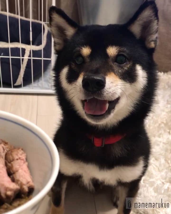 まめ丸のインスタグラム：「* * 【⚠️音が出るよ⚠️】 今日は撮影がんばったから、 おにく🍖もらえたー🐶❣️ --------------------------------- ブログ更新したよ🐶📖 プロフィールのURLかストーリーからみてね🍀 * I love meat🍖🐶💓 --------------------------------- I updated my blog🐶💓 The URL is in my profile. Please visit it if you have time❣️ * #大興奮でおすわりわすれちゃった💦 #ジャーキーごはんにおにくトッピング #さいこうです🐶💓 * #柴犬#豆柴#柴#黒柴#犬#ふわもこ部#shiba#shibainu#shibastagram#shibadog#puppy#instadog#dogstagram#dog#instashiba#petstagram#pet#cutepetclub#강아지#멍스타그램#doglover#ilovemydog#weeklyfluff」
