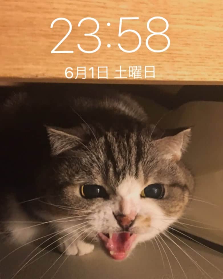 ミツバ&フックのインスタグラム：「今の待ち受け画面はこちら #ilovecat #どんこの家のベッド下かな」