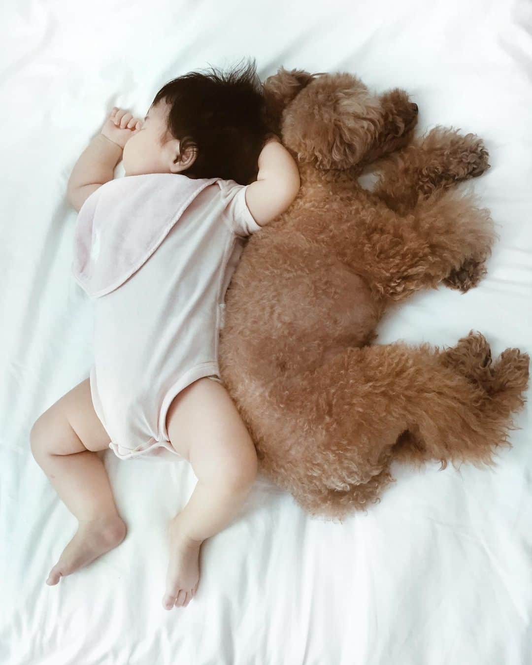 Shokoのインスタグラム：「Happy 10th Birthday Latte! I still consider you as my first ‘furry’ baby. ・ Thank you for teaching me to appreciate and enjoy slow life and nature. I can’t believe it’s already been 10 years. ・ It’s been such a journey moving from Tokyo, Hong Kong and then to Singapore. Luckily there was no quarantine! ・ Thank you @caryntl16 for being an amazing friend and buying the dog cake for Latte, being as crazy as I am!! celebrating our pups bday like humans hahaha. ・ #love #babyanddog #insta_dogs #赤ちゃんと犬 #トイプードル #10歳 #happybirthday #toypoodle」