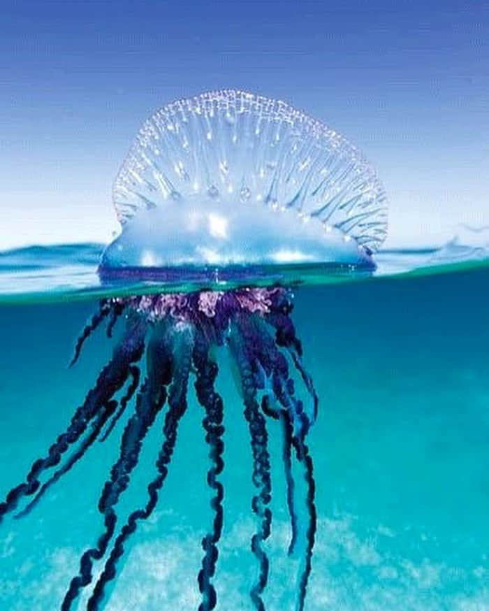 アダム・センさんのインスタグラム写真 - (アダム・センInstagram)「The Portuguese man o' war (Physalia physalis), also known as the man-of-war. After spear fishing all morning I met my match. 3 Hours of a level 10 pain. I always wondered what the sting was like, now I know it’s absolutely no fun. The Poison ☠️ definitely does it’s job.」6月1日 22時34分 - adamsenn