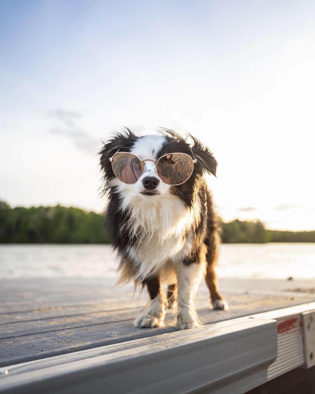 CANON USAさんのインスタグラム写真 - (CANON USAInstagram)「"I wish I was as cool as my dog!" #MyCanonStory  Photo Credit: @patchandwally Camera: #Canon EOS 6D Lens: EF 16-35mm f/2.8L USM Aperture: f/2.8 ISO: 100 Shutter Speed: 1/250 sec Focal Length: 26mm  #teamcanon #canonusa #dogs #dogsofinstagram #toocool #sunglasses」6月1日 22時58分 - canonusa