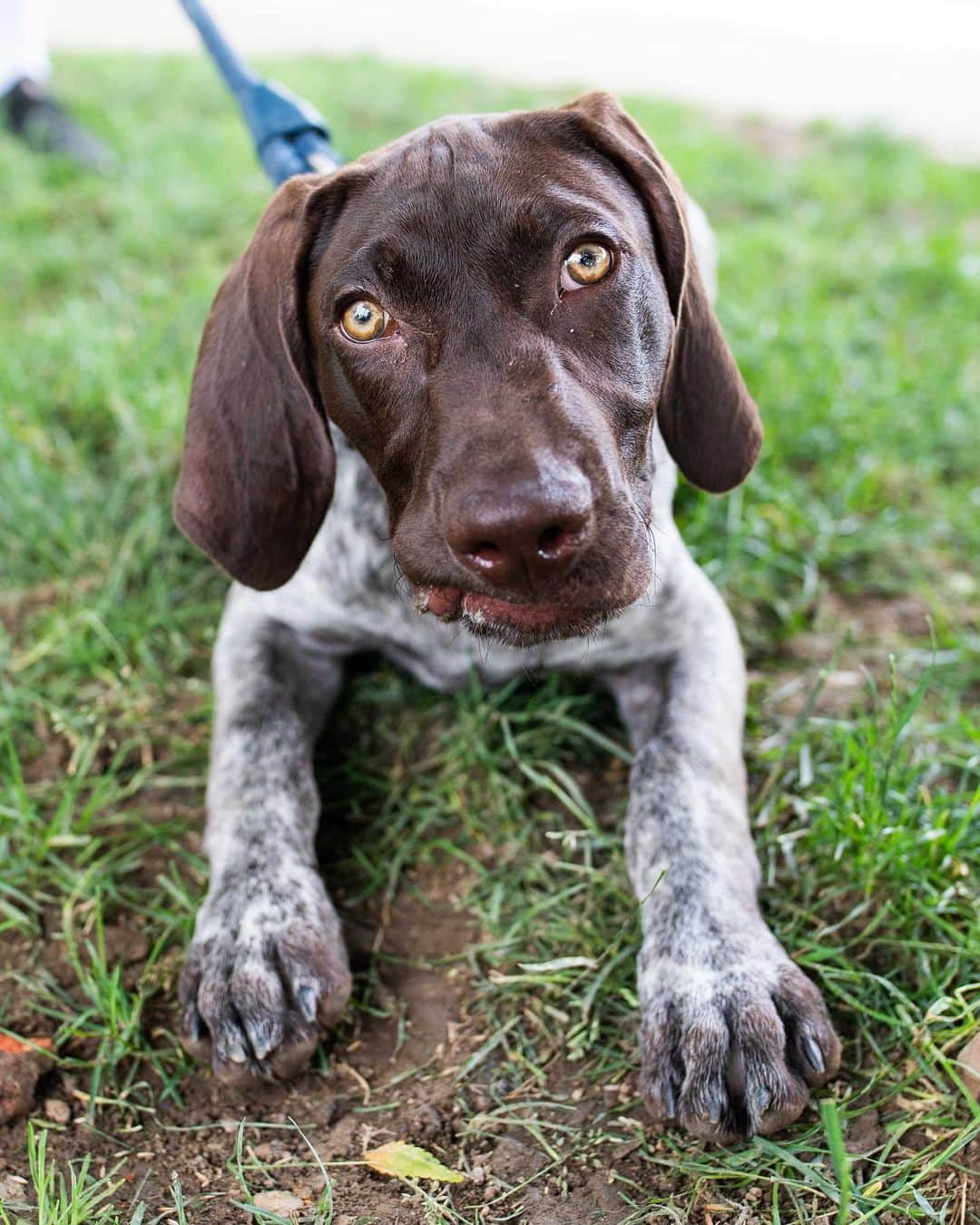 The Dogistさんのインスタグラム写真 - (The DogistInstagram)「Obie, German Shorthaired Pointer (14 w/o), Schuylkill River Park, Philadelphia, PA • “He’s afraid of water. He runs when I use the hose.”」6月1日 22時59分 - thedogist