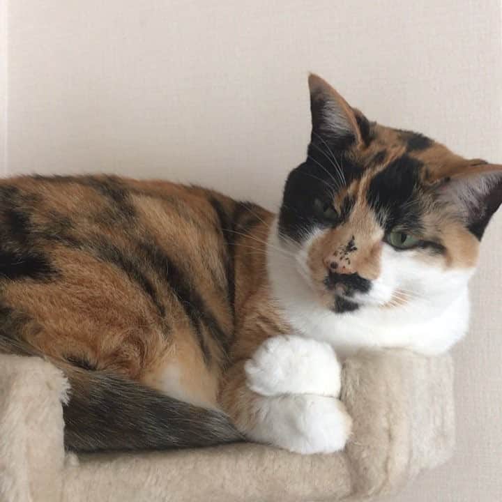 長谷川踏太のインスタグラム：「欠伸😪 #tsukijicat  #ilovecat  #cat」