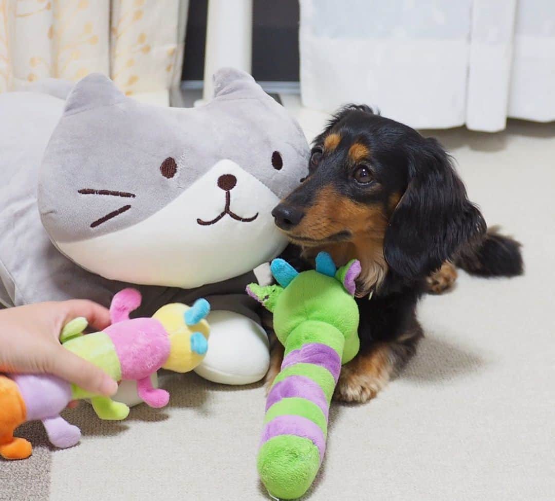 Sora Momoさんのインスタグラム写真 - (Sora MomoInstagram)「こんにちはももちゃん🐛仲良くしてね🐶🐾 ☺︎ もものところにお姉ちゃんがそういいながらいっぱいおもちゃ持って来てくれたけど もも困っちゃう💦 ☺︎ #こんにちはももちゃん#お友達が来た時の練習らしい#ただただ困惑#上目遣いで#あご乗せしてみた#仲良し#ももとお姉ちゃん #ダックス#ミニチュアダックス  #daxie #dachshund #miniaturedachshund #minituredachshund」6月1日 23時03分 - teratera_sorapu_