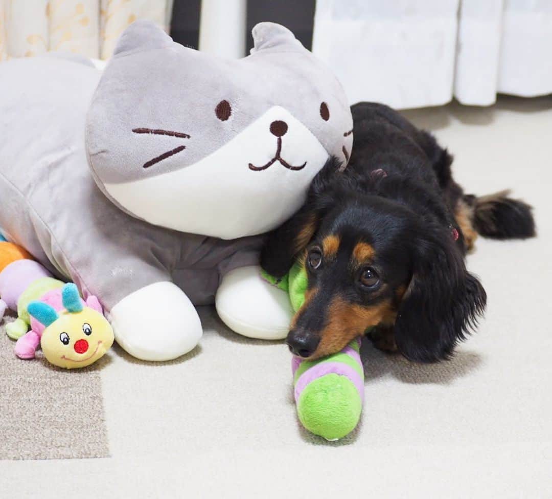 Sora Momoさんのインスタグラム写真 - (Sora MomoInstagram)「こんにちはももちゃん🐛仲良くしてね🐶🐾 ☺︎ もものところにお姉ちゃんがそういいながらいっぱいおもちゃ持って来てくれたけど もも困っちゃう💦 ☺︎ #こんにちはももちゃん#お友達が来た時の練習らしい#ただただ困惑#上目遣いで#あご乗せしてみた#仲良し#ももとお姉ちゃん #ダックス#ミニチュアダックス  #daxie #dachshund #miniaturedachshund #minituredachshund」6月1日 23時03分 - teratera_sorapu_