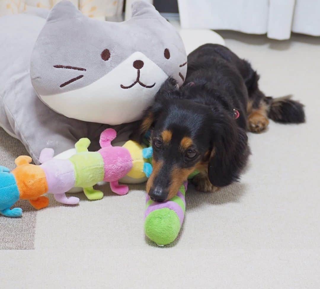 Sora Momoさんのインスタグラム写真 - (Sora MomoInstagram)「こんにちはももちゃん🐛仲良くしてね🐶🐾 ☺︎ もものところにお姉ちゃんがそういいながらいっぱいおもちゃ持って来てくれたけど もも困っちゃう💦 ☺︎ #こんにちはももちゃん#お友達が来た時の練習らしい#ただただ困惑#上目遣いで#あご乗せしてみた#仲良し#ももとお姉ちゃん #ダックス#ミニチュアダックス  #daxie #dachshund #miniaturedachshund #minituredachshund」6月1日 23時03分 - teratera_sorapu_