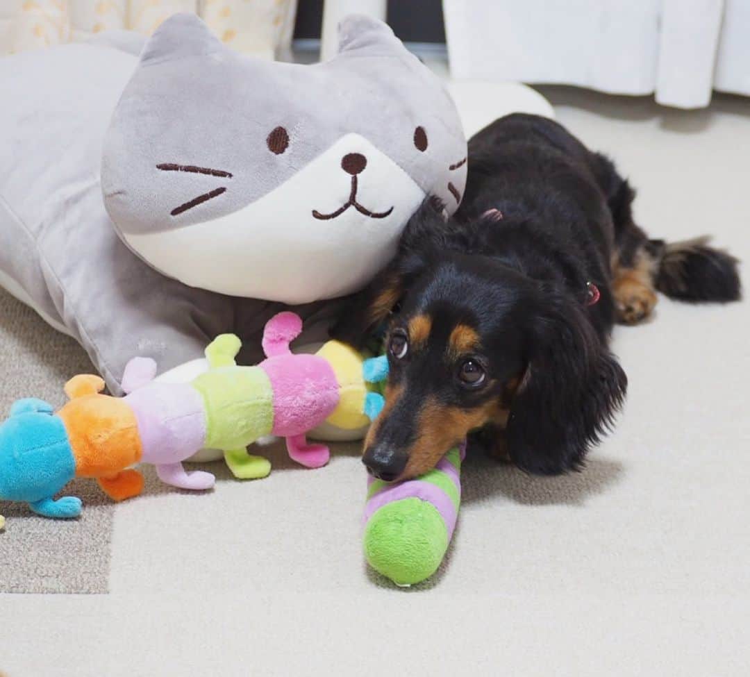 Sora Momoさんのインスタグラム写真 - (Sora MomoInstagram)「こんにちはももちゃん🐛仲良くしてね🐶🐾 ☺︎ もものところにお姉ちゃんがそういいながらいっぱいおもちゃ持って来てくれたけど もも困っちゃう💦 ☺︎ #こんにちはももちゃん#お友達が来た時の練習らしい#ただただ困惑#上目遣いで#あご乗せしてみた#仲良し#ももとお姉ちゃん #ダックス#ミニチュアダックス  #daxie #dachshund #miniaturedachshund #minituredachshund」6月1日 23時03分 - teratera_sorapu_