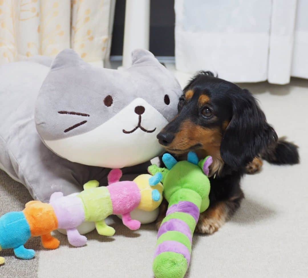 Sora Momoさんのインスタグラム写真 - (Sora MomoInstagram)「こんにちはももちゃん🐛仲良くしてね🐶🐾 ☺︎ もものところにお姉ちゃんがそういいながらいっぱいおもちゃ持って来てくれたけど もも困っちゃう💦 ☺︎ #こんにちはももちゃん#お友達が来た時の練習らしい#ただただ困惑#上目遣いで#あご乗せしてみた#仲良し#ももとお姉ちゃん #ダックス#ミニチュアダックス  #daxie #dachshund #miniaturedachshund #minituredachshund」6月1日 23時03分 - teratera_sorapu_