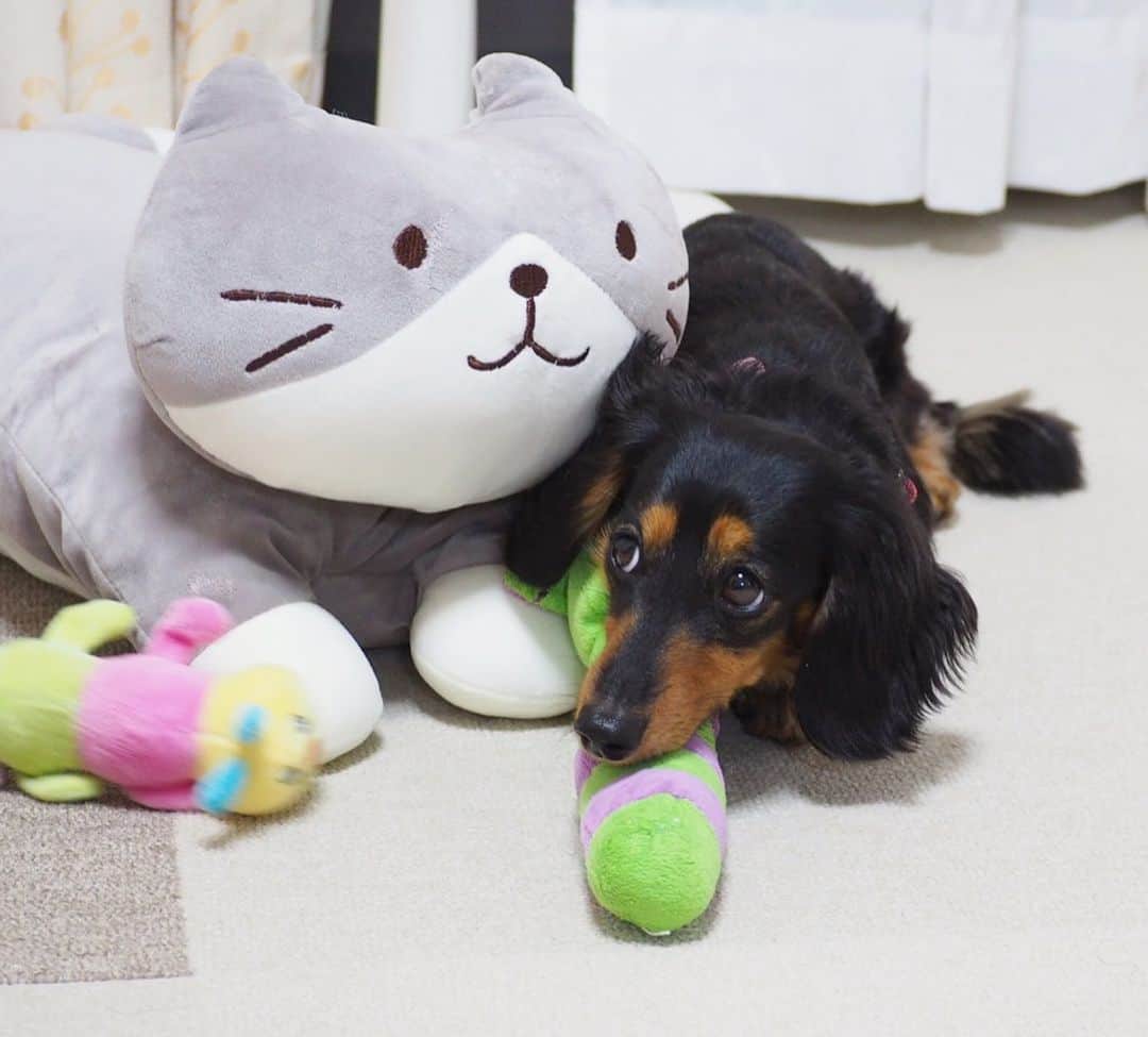 Sora Momoさんのインスタグラム写真 - (Sora MomoInstagram)「こんにちはももちゃん🐛仲良くしてね🐶🐾 ☺︎ もものところにお姉ちゃんがそういいながらいっぱいおもちゃ持って来てくれたけど もも困っちゃう💦 ☺︎ #こんにちはももちゃん#お友達が来た時の練習らしい#ただただ困惑#上目遣いで#あご乗せしてみた#仲良し#ももとお姉ちゃん #ダックス#ミニチュアダックス  #daxie #dachshund #miniaturedachshund #minituredachshund」6月1日 23時03分 - teratera_sorapu_