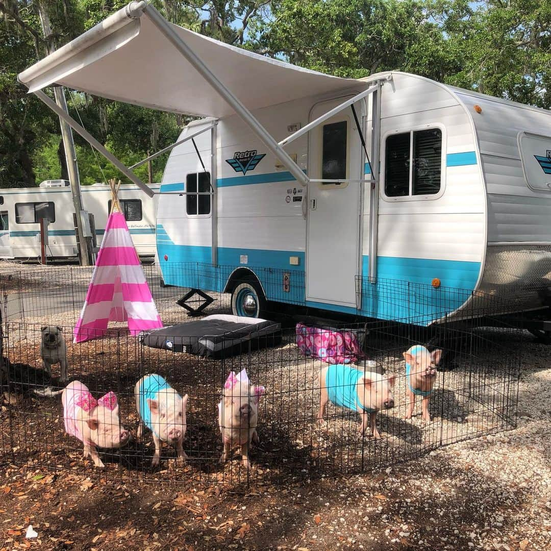 Priscilla and Poppletonさんのインスタグラム写真 - (Priscilla and PoppletonInstagram)「SAVANNAH, GA - Our first camping adventure of the summer! We had breakfast outside and have been rooting around our campsite this morning. We are happy campers! If you live in Savannah, GA and want to see us, we will be in Forsyth Park Sunday morning from 9-10am. Come play with us!🐷💙🐷💗#happycamper #savannah #tybeeisland #Pigtailthepug #PiggyPenn #PoseyandPink #PrissyandPop」6月1日 23時26分 - prissy_pig