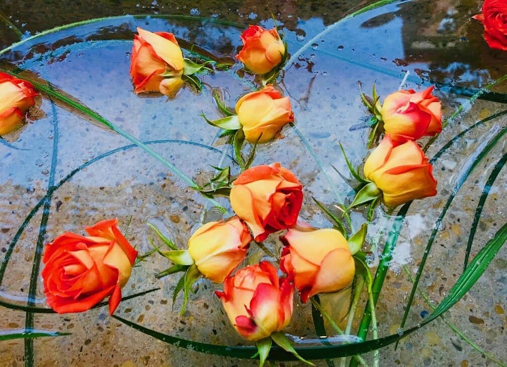 のインスタグラム：「With so much whimsy and splendor filling our pond, full of roses, we couldn't  choose between these two photos. What is your favorite? #meandropond」