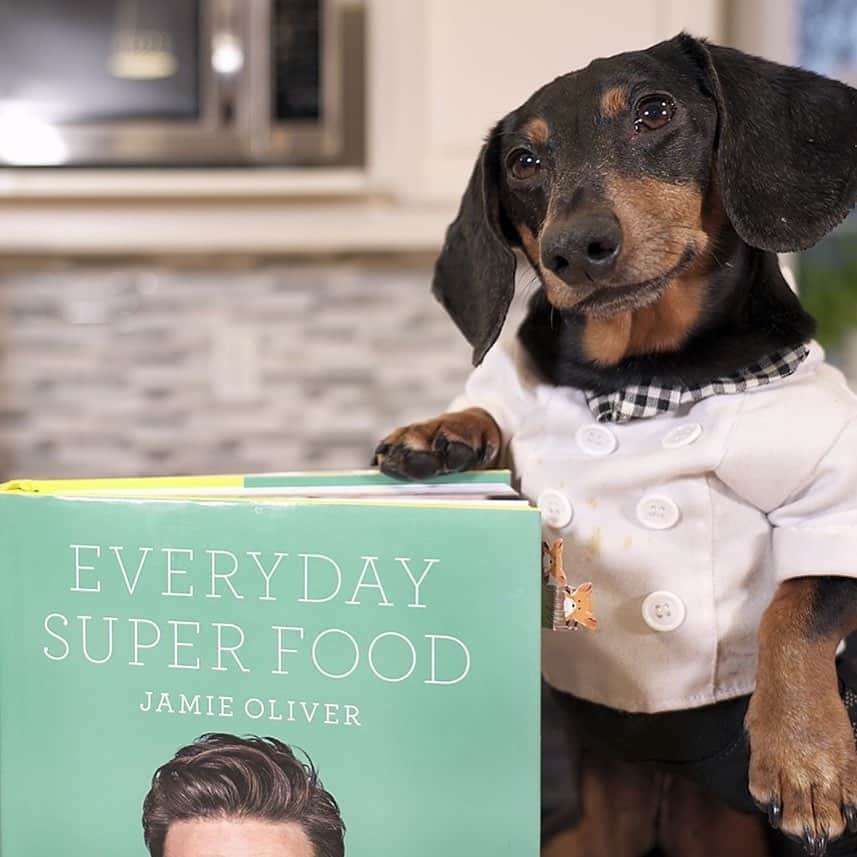 Crusoe the Celebrity Dachshundさんのインスタグラム写真 - (Crusoe the Celebrity DachshundInstagram)「"it's official - NEW VIDEO coming tomorrow where Oakley takes a crack at a @jamieoliver recipe! Oh boy!” ~ Crusoe」6月1日 23時38分 - crusoe_dachshund
