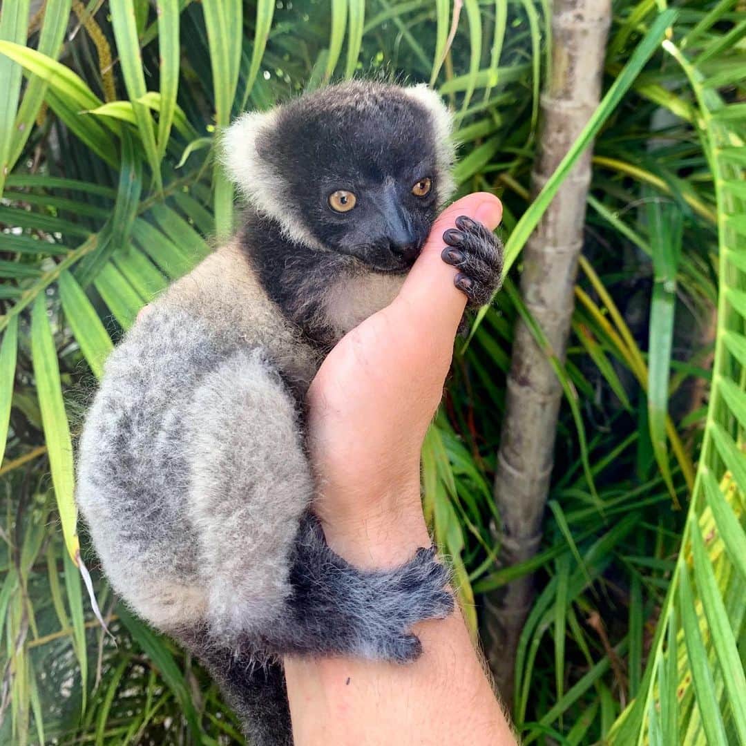 Zoological Wildlife Foundationさんのインスタグラム写真 - (Zoological Wildlife FoundationInstagram)「This baby black and white ruff lemur is as cute as can be💙  #lemur #primate #zwfmiami #zwf #criticallyendangered」6月1日 23時46分 - zwfmiami